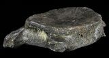 Fossil Whale Cervical Vertebrae - South Carolina #62088-1